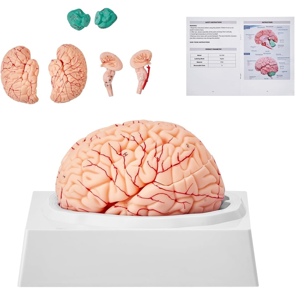 image:imageVEVOR Human Brain Anatomy Model  9Part Life Size Brain with ColorCoded Artery for Science Classroom Study amp Display
