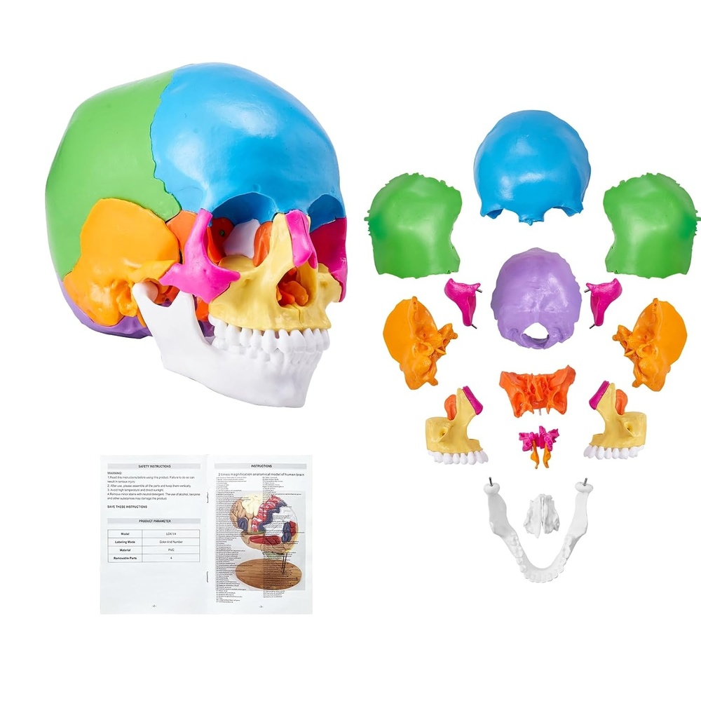 image:imageVEVOR Human Skull Model 22 Parts Human Skull Anatomy LifeSize Painted Anatomy Skull Model PVC Anatomical Skull Detachable Learning Skull Model for Professional Teaching Researching and Learning