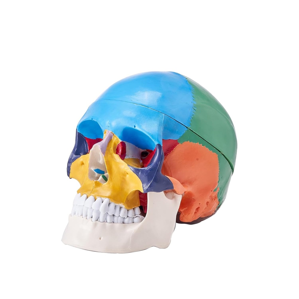 image:imageVEVOR Human Skull Model 3 Parts Human Skull Anatomy LifeSize Painted Anatomy Skull Model PVC Anatomical Skull Detachable Learning Skull Model for Professional Teaching Researching and LearningHead Skull