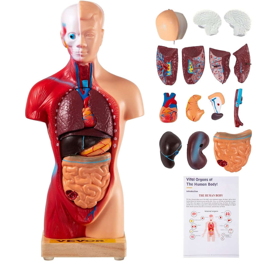 image:imageVEVOR Human Torso Anatomy Model 15 Parts 11 Inch Human Body Model wBrian Skull Head Heart and Removable Organs Display Base amp Product Manual Included for Student Education Learning Display