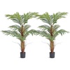 Palm