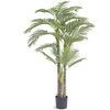 Golden Cane Palm