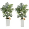 Areca Palms