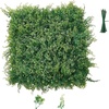 Ferns