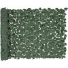 Ivy