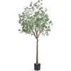 Eucalyptus Tree