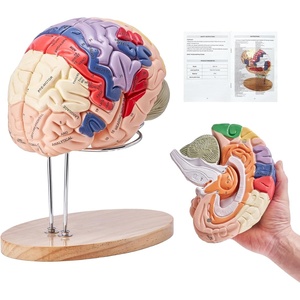 VEVOR 4-Part Human Brain Model Anatomy with Labels & Display Base, Color-Coded Life Size Human Brain Anatomical Model for Science Classroom Study & Display(4-Part Human Brain Model)