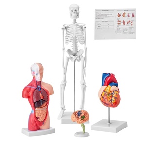 VEVOR Human Anatomy Model Bundle Set – Human Skeleton, Brain, Human Torso Body, Heart – Set of 4, Detachable Hands-on 3D Model Physiology Teaching Tools for Study and Display, with Manual