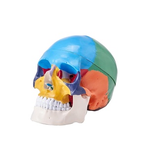 VEVOR Human Skull Model, 3 Parts Human Skull Anatomy, Life-Size Painted Anatomy Skull Model, PVC Anatomical Skull, Detachable Learning Skull Model, for Professional Teaching, Researching and Learning(Head Skull)