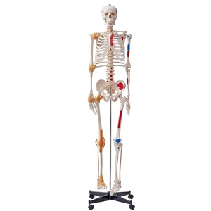 VEVOR Human Skull Model, 3 Parts Human Skull Anatomy, Life-Size Painted Anatomy Skull Model, PVC Anatomical Skull, Detachable Learning Skull Model, for Professional Teaching, Researching and Learning(Life Size)
